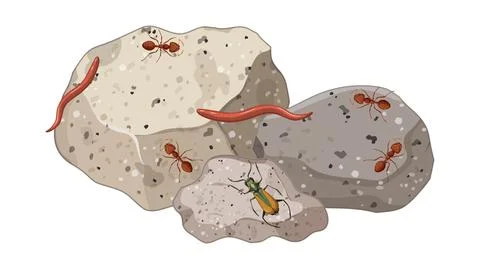 Top view of insect and millipede on stones leaf isolated Stock Illustration
