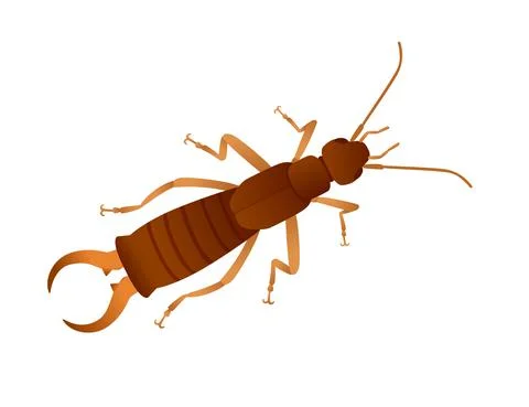 Top view of insect bug earwig cartoon animal design vector illustration isolated Stock Illustration
