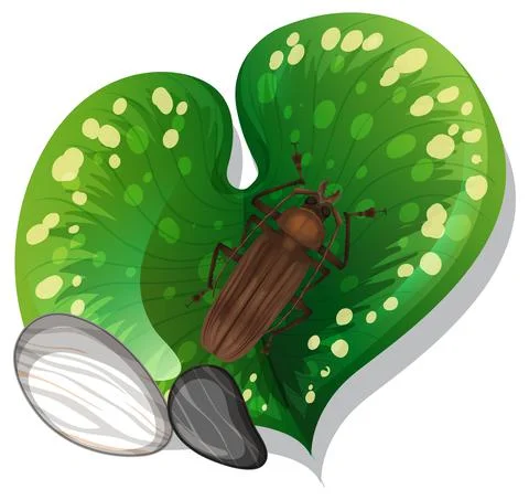 Top view of insect on a leaf isolated Stock Illustration