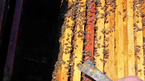 Top View Inside Active Beehive with Honey Bees on Wooden Frames Stock Footage 335076412