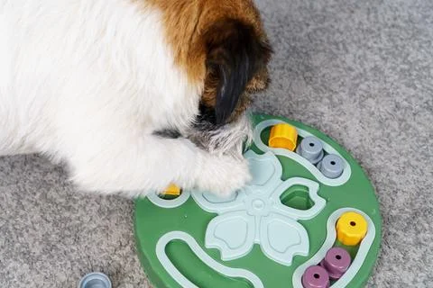 Top view Interactive educational toy feeder for dogs and cats. Smart dog is.. Fotos Stock