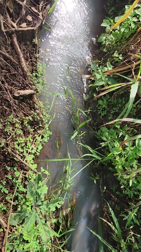 Top view irrigation ditch with flowing water and green weeds. Stock Footage 325619560