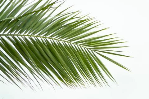 Top view isolated green leaf of a palm tree. Summer exotic vacation concept Stock Photos