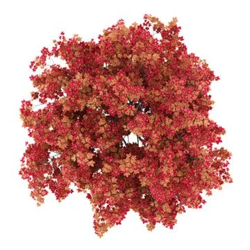 Top view of japanese maple tree isolated on white background. 3d illustration Stock Illustration