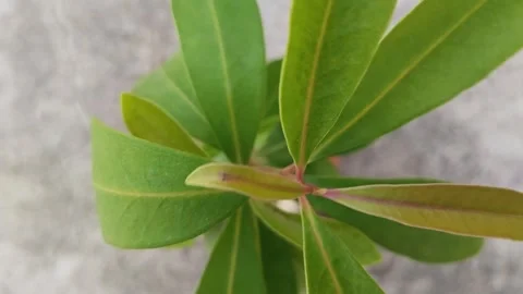 Top view of Java plum plant seedling growing in disposal glass Video stock 253175510