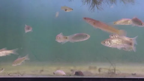 Top view of Javan snakehead (Channa gachua) Stock-Footage 330366871