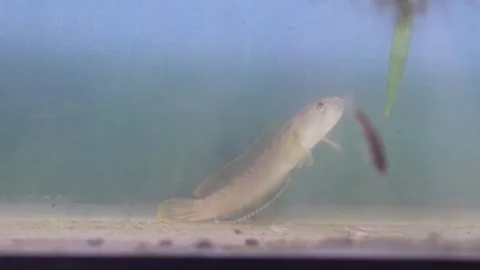 Top view of Javan snakehead (Channa gachua) Stock-Footage 331170674