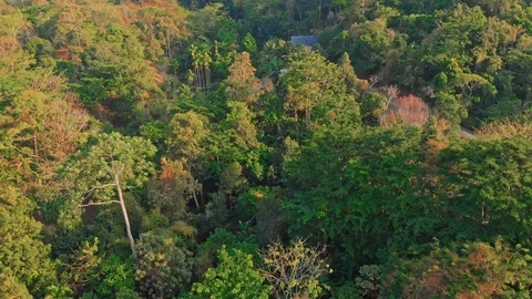 Top view of the jungle Stock Footage 125188877
