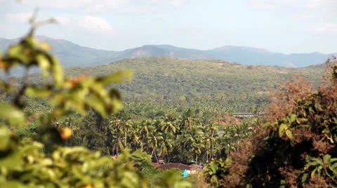 Top view on the jungle forest Stock Footage 26181971