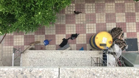 Top View of Kittens play Next to their Mother in a House Courtyard in Nicosia Video stock 90081792