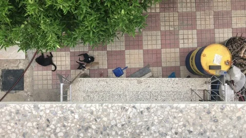 Top View of Kittens playing in a House Courtyard with Their Mother Stock Footage 90082349