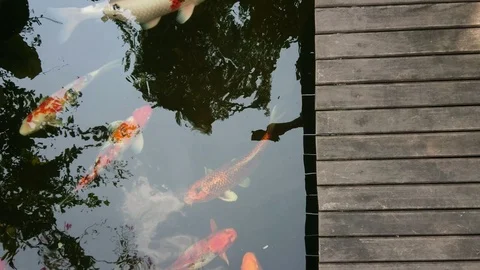 Top view of Koi fish or Fancy carp fish swimming in the pond. Stock Footage 104716832