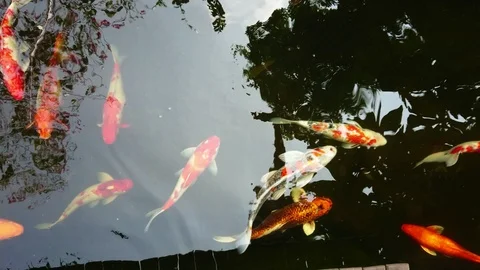 Top view of Koi fish or Fancy carp fish swimming in the pond. Stock Footage 107427675