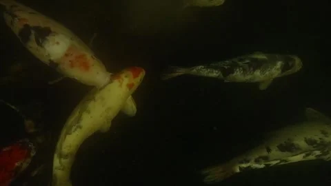 Top view of koi fish patterns Stock Footage 314260867