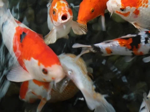Top view koi fish pond, Stock Video