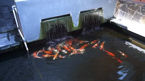 Top view Koi fish pond footage Stock Footage 115790361