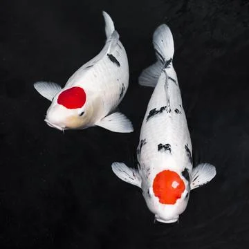 Top view koi fishes High resolution photo Stock Photos