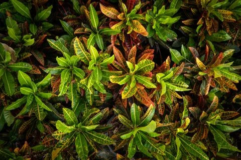 Top view of Koson (Codiaeum variegatum) trees in many nursery pots. Stock Photos
