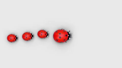 Top view of a ladybugs family that are walking in a row Stock Footage 144106953