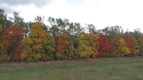 Top view landscape with trees that are covered with autumn foliage. Stock Footage 107531475