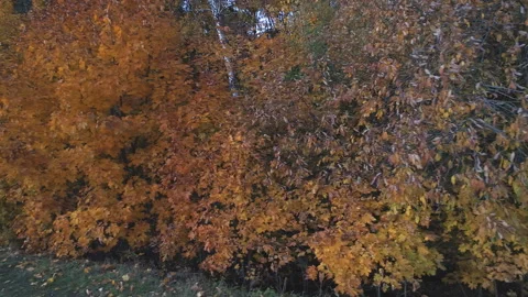 Top view landscape with trees that are covered with autumn foliage. Stock Footage 107532161