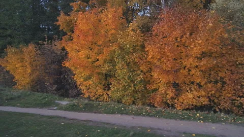 Top view landscape with trees that are covered with autumn foliage. Stock Footage 107532193