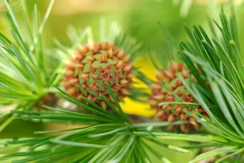Top view of larch cones Stock-Fotos