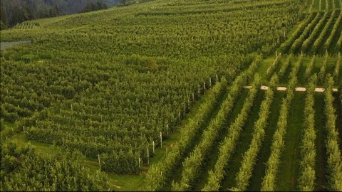 Top view of a large apple cultivation in the Trentino region Stock Footage 116487666