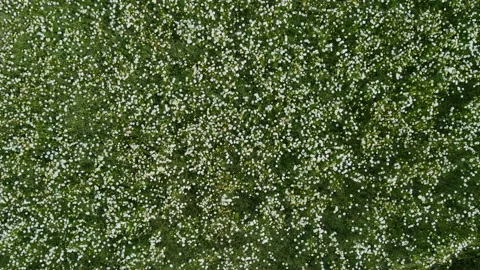 Top view of a large field with daisies. Stock Footage 157351447