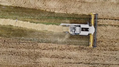Top view large fields of wheat, top view drone filming, harvest season Stock Footage 202632958