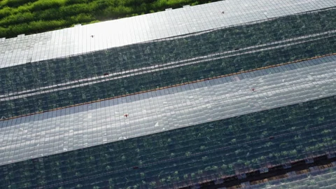 Top View of Large Hothouse with Fresh Organic Plants. Greenhouse Complex in Stock Footage 183362376
