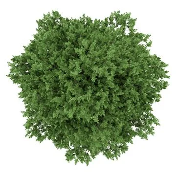 Top view of large-leaved lime tree isolated on white background Stock Illustration
