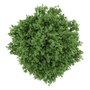 Top view of large-leaved lime tree isolated on white background Stock Illustration