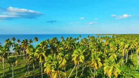 Top view of a large, long wild beach with golden sand and turquoise sea. Stock Footage 256166583