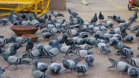 Top View of Large Pigeon Crowd Gathering on City Surface Stock Footage 323864277