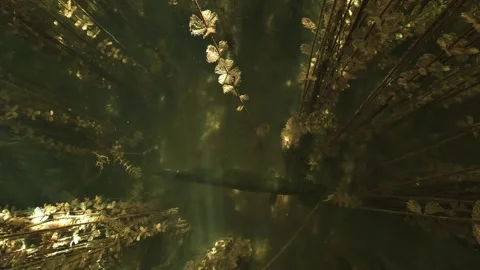 Top view of a large pike motionless among milfoil stems then darting away Stock Footage 346560852