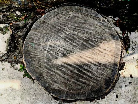 Top view of a large tree cut with the rootstock and roots still in the ground Stock Photos