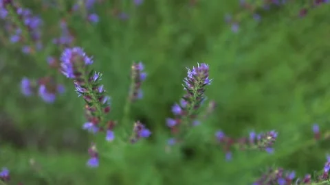Top view of lavender flower in bloom in a sunny day weather Video stock 160242033