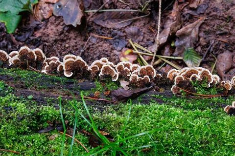 Top view of layered bracket fungi growing on moss covered log in Spessart f.. Stock Photos
