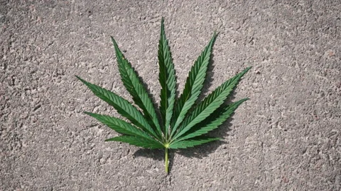 Top view leaf of marijuana on a asphalt background, legalization of cannabis Stock-Footage 208813196