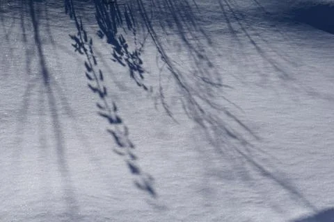 Top view of  leaf shadow on snow  as background. Flat lay. Minimal winter con Stock Photos