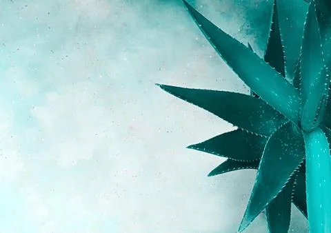 A top view of the leaves of an aloe vera plant closeup which stands on a Stock Photos