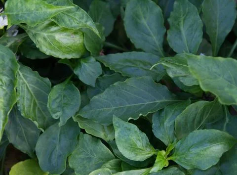 Top view leaves background Stock Photos