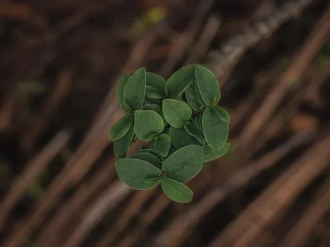 Top view of leaves in the forest. Stock Photos