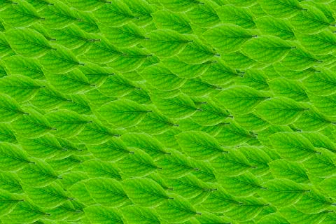 Top view leaves Stock Photos