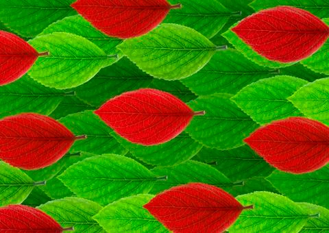 Top view leaves Stock Photos