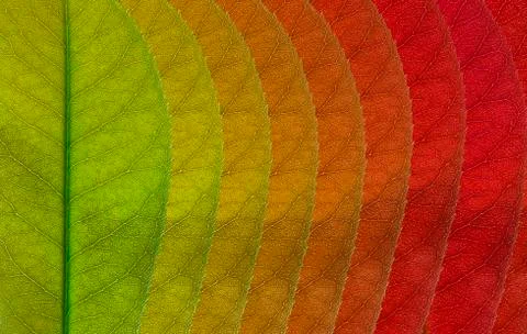 Top view leaves Stock Photos