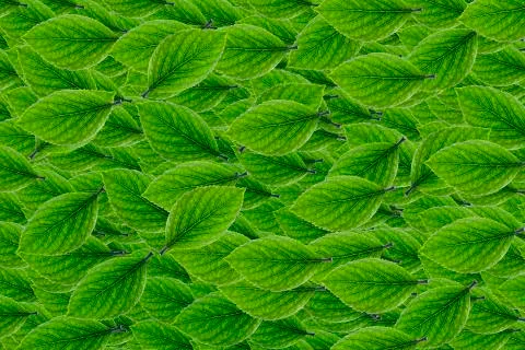 Top view leaves Stock-Fotos