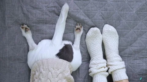 Top view legs knitted socks and dog in sweater on cozy bed. On large bed person Stock Footage 282521500