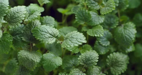 Top view of lemon balm sprouts Stock-Footage 152604555